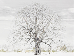 白冬の樹